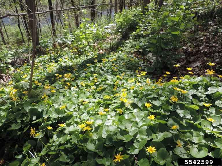 Lesser celandine